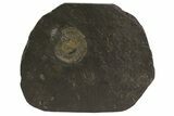 Dactylioceras Ammonite On Shale - Germany #79328-1